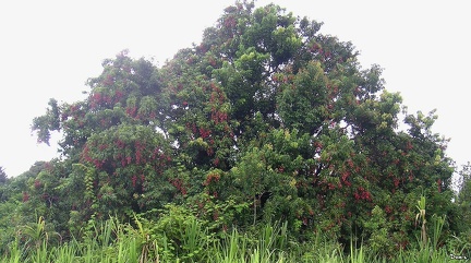 084 - Un arbre à litchis (ou Pied litchi)
