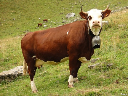 05 - Une vache Abondance