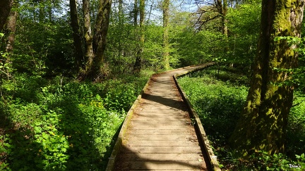 09 - Passerelle sur sol marécageux