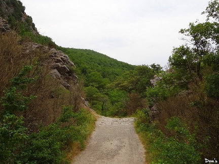 13 - Sentier près de la route de la forêt