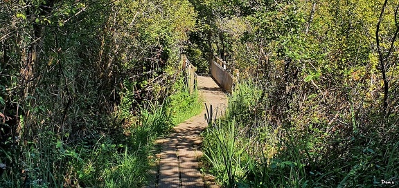 22 - Sentier au Teich