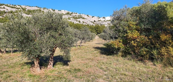 34 - L'olivier est roi à Mouriès