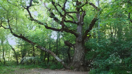 04 - Vieil arbre