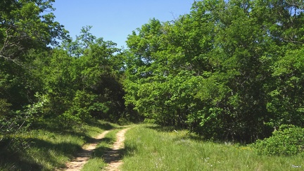 38 - Sentier à la Ste Baume