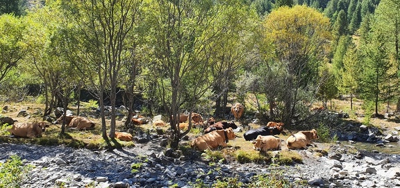02 - Tranquillité bovine à Prapic