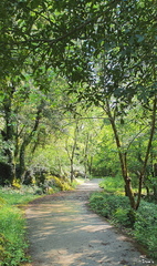 37 - Sentier à Labeaume
