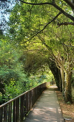 09 - Le sentier de la Gaillère
