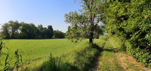 22 - La campagne de Grans